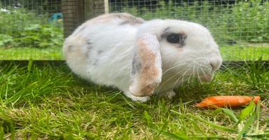 French Lop rabbits - Advert 15
