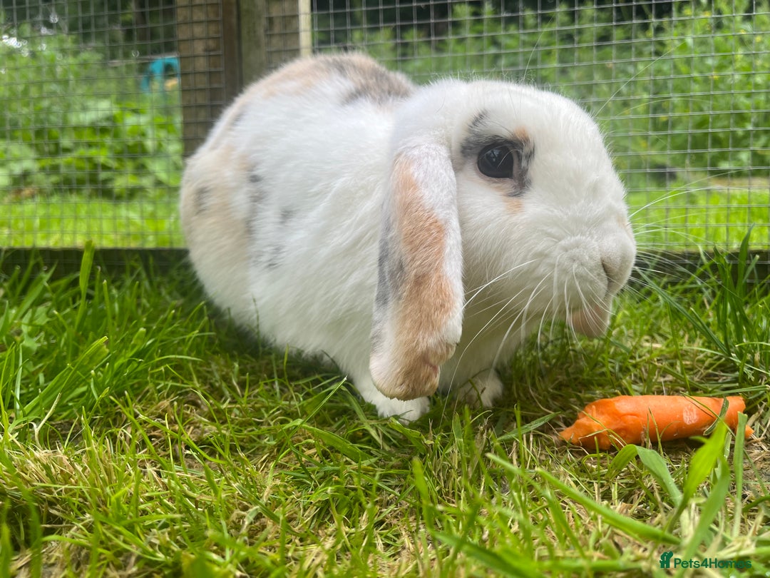 French Lop rabbits for sale: Beautiful Lop bunnies  - Image 8