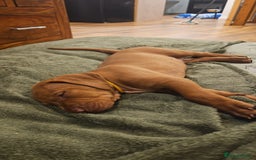 Hungarian Vizsla dogs for sale: 2 viz boys looking for loving homes - Image 26