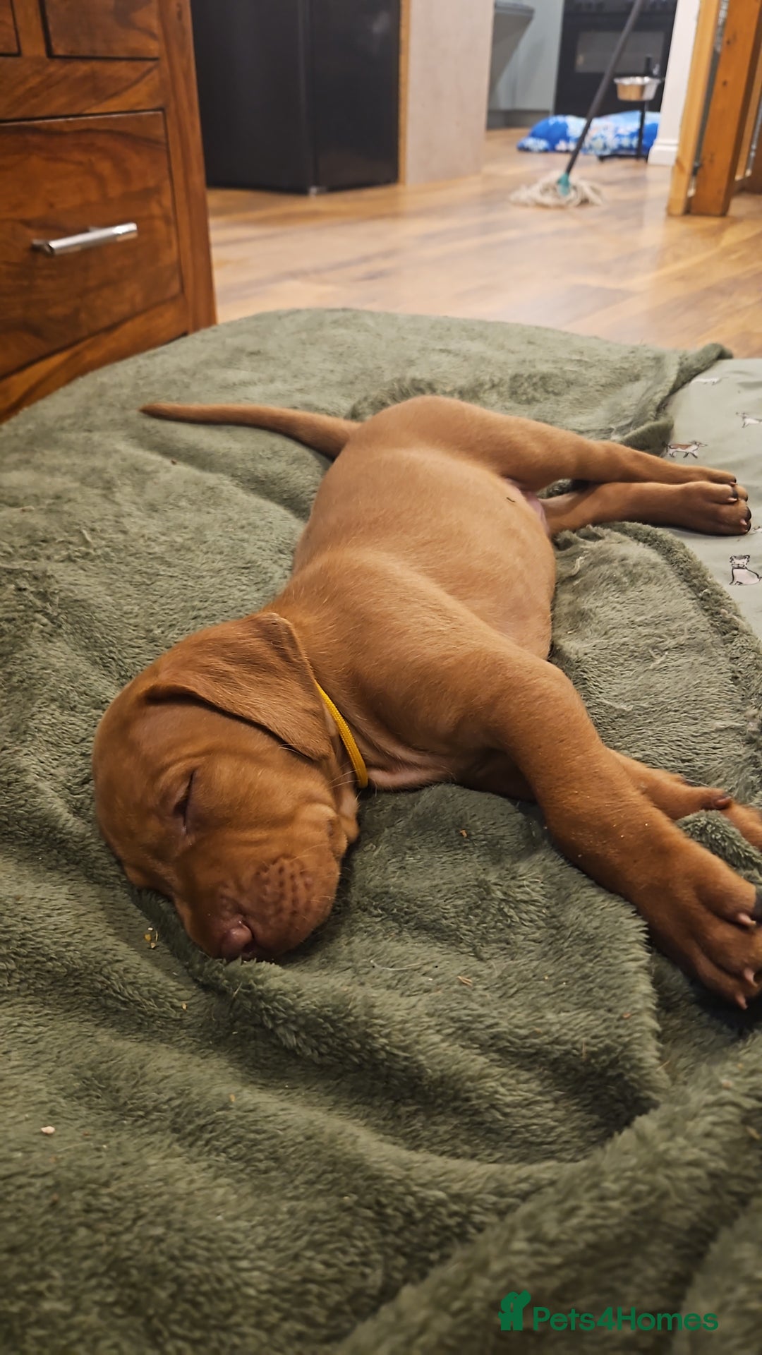 Hungarian Vizsla dogs for sale: 2 viz boys looking for loving homes - Image 26