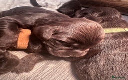 Cocker Spaniel dogs for sale: Cocker spaniel puppies - Image 8