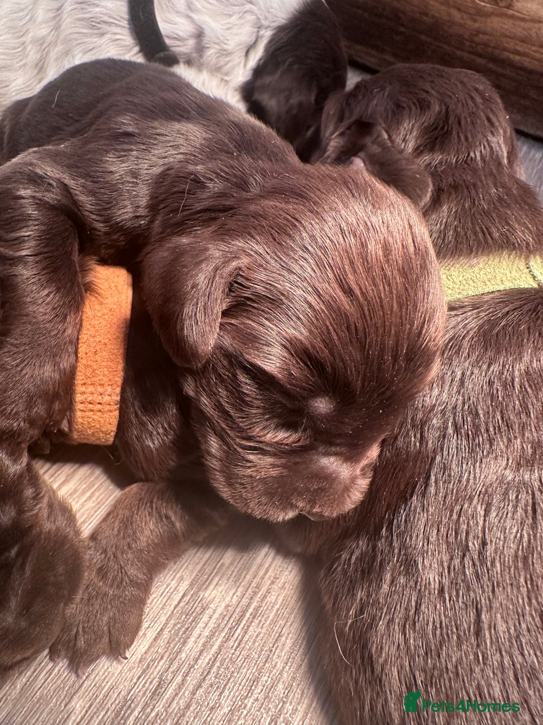 Cocker Spaniel dogs for sale: Cocker spaniel puppies - Image 8