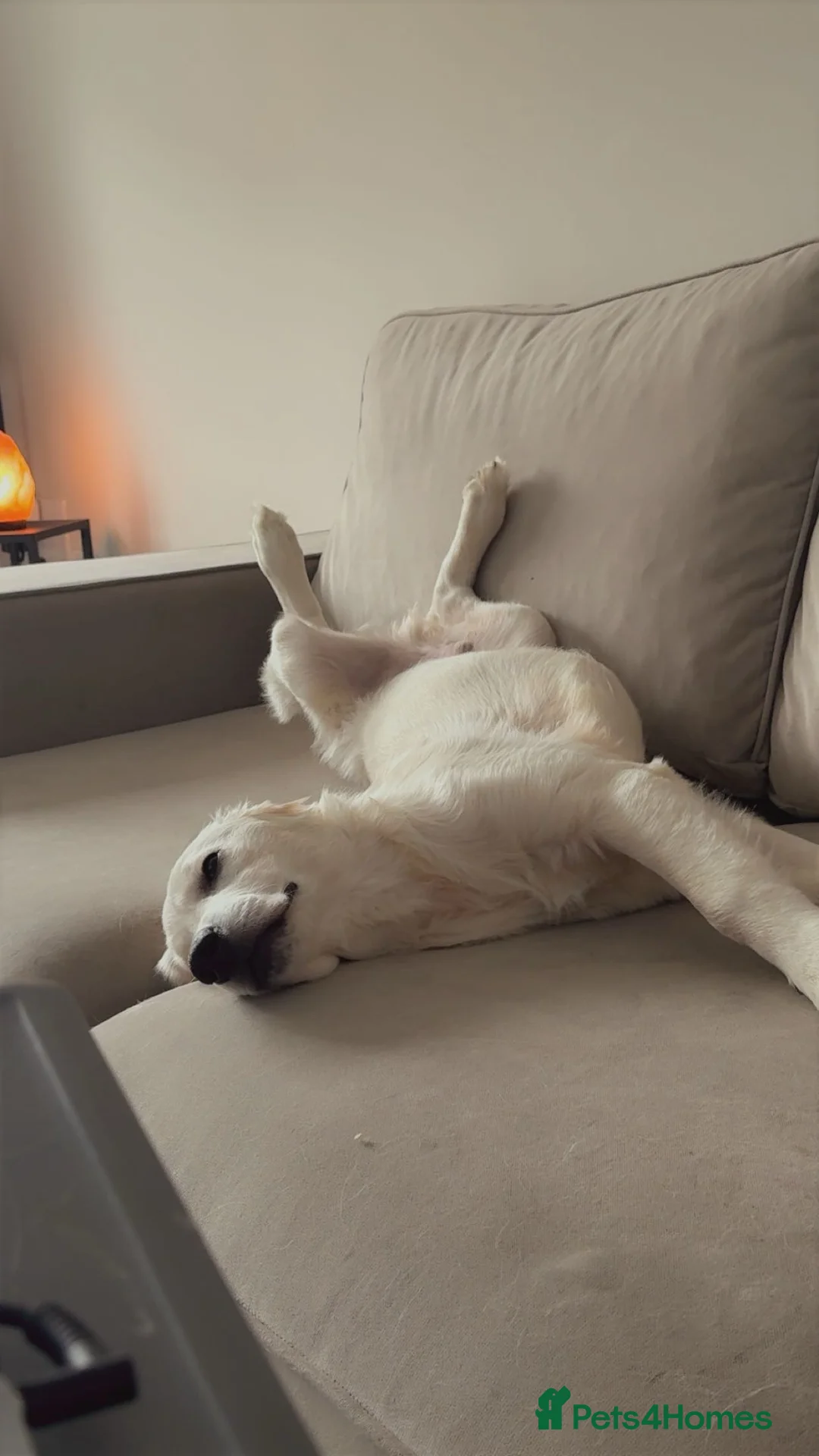 Golden Retriever dogs for sale: 6 month old, Male golden retriever  - Advert 4