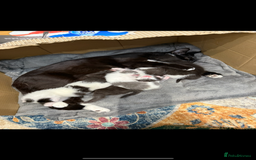 Mixed Breed cats for sale: kittens ready for their new homes  - Image 9