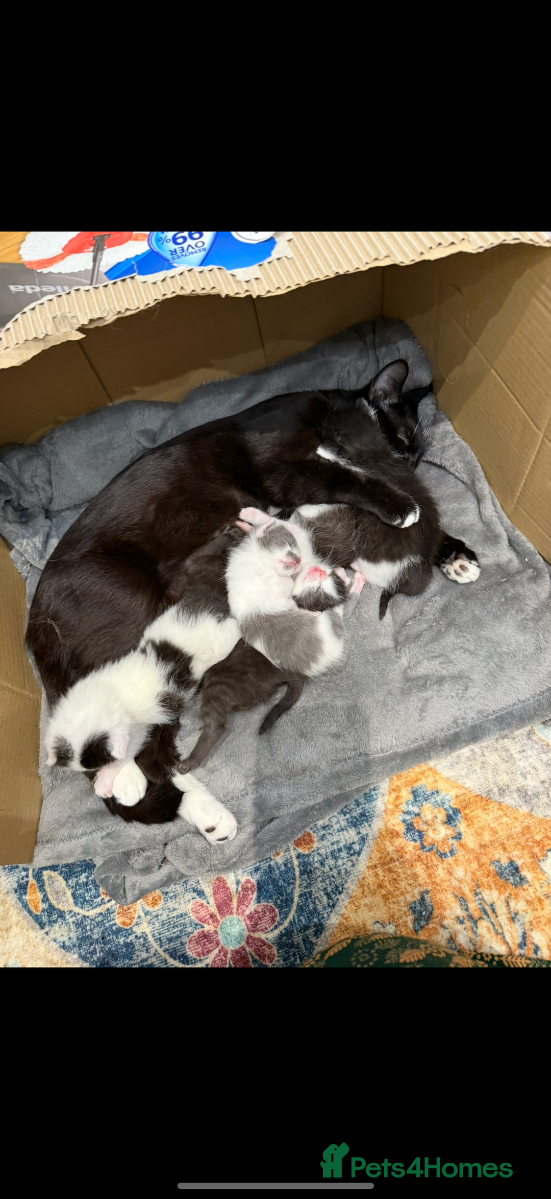 Mixed Breed cats for sale: kittens ready for their new homes  - Image 9