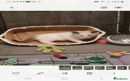 Ragdoll cats for sale: Ragdoll kittens  - Image 5