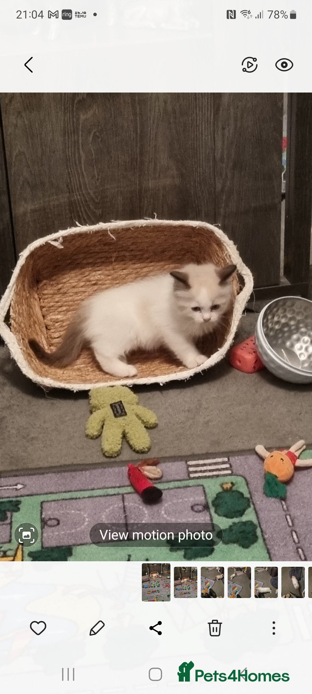 Ragdoll cats for sale: Ragdoll kittens  - Image 5