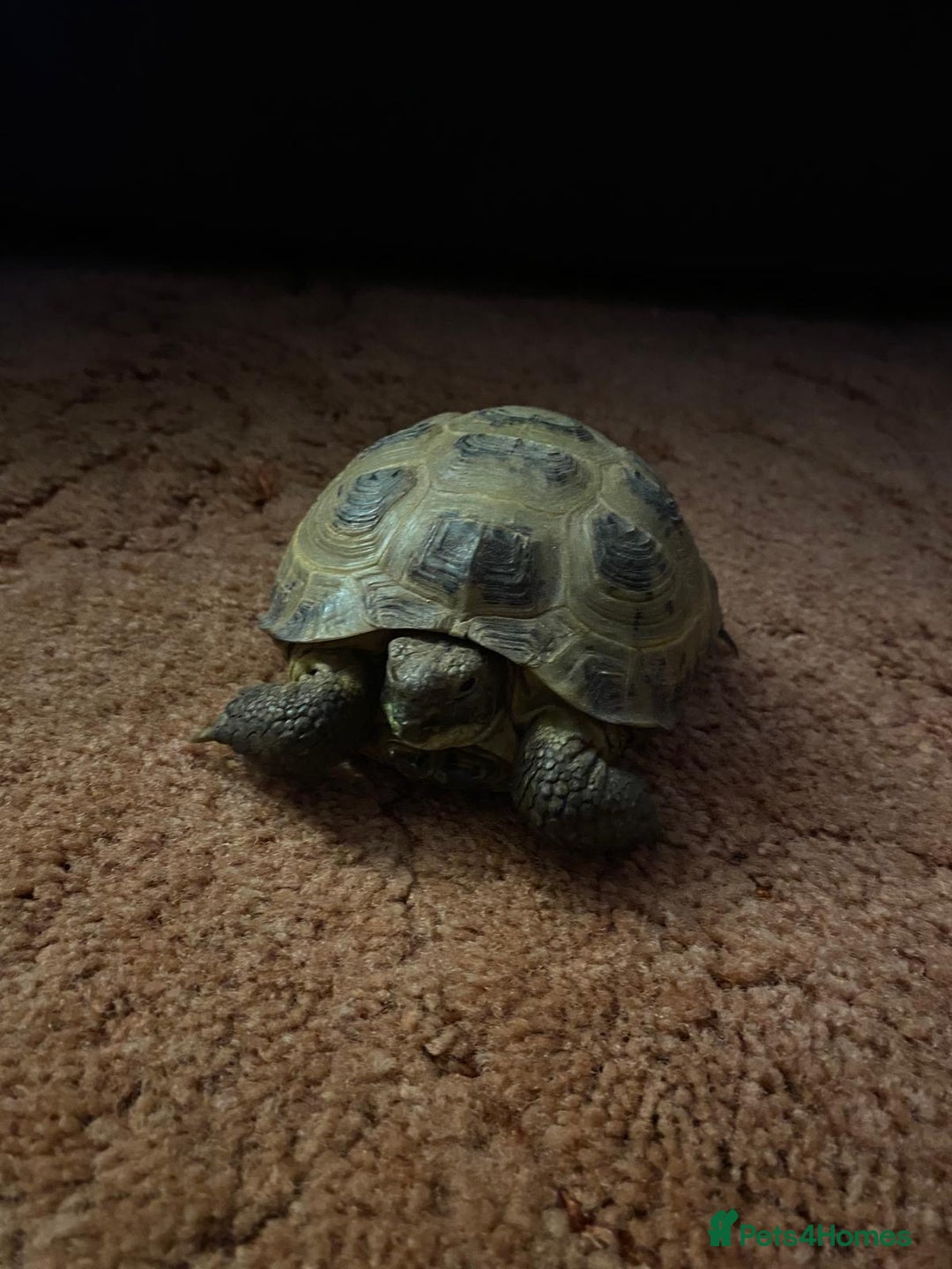 Tortoise reptiles for sale: Pair of Male Horsefield Tortoises with full set up - Advert 19