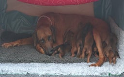 Rhodesian Ridgeback dogs for sale: UBUKHOSI Rhodesian Ridgebacks - Image 7