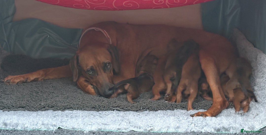 Rhodesian Ridgeback dogs for sale: UBUKHOSI Rhodesian Ridgebacks - Image 7