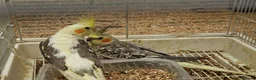 Cockatiels birds for sale: Super silly hand tamed baby cockatiel - Advert 13