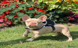 French Bulldog dogs for sale: New Shade Boy/DNA tested parents  - Image 5