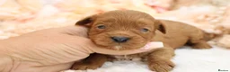 Cavapoo dogs for sale: *HEALTH TESTED* CAVAPOOS - Advert 24