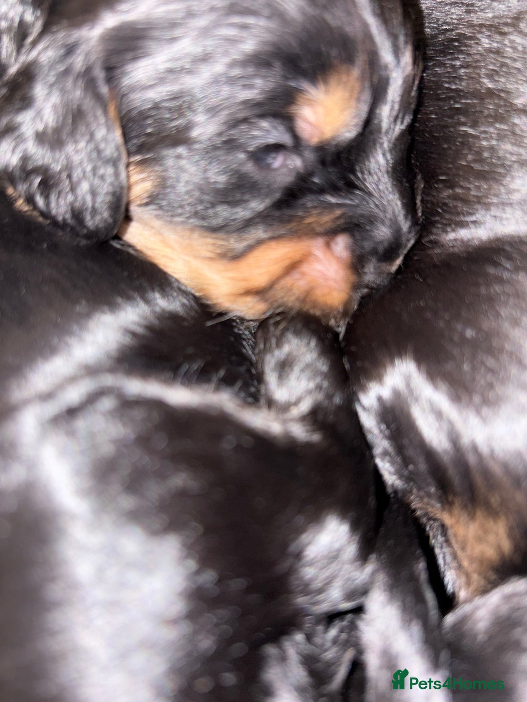 Mixed Breed dogs for sale: Beautiful Cavapoo puppies  - Advert 30