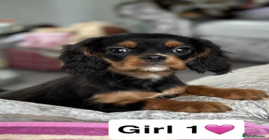 Cavalier King Charles Spaniel dogs - Advert 1