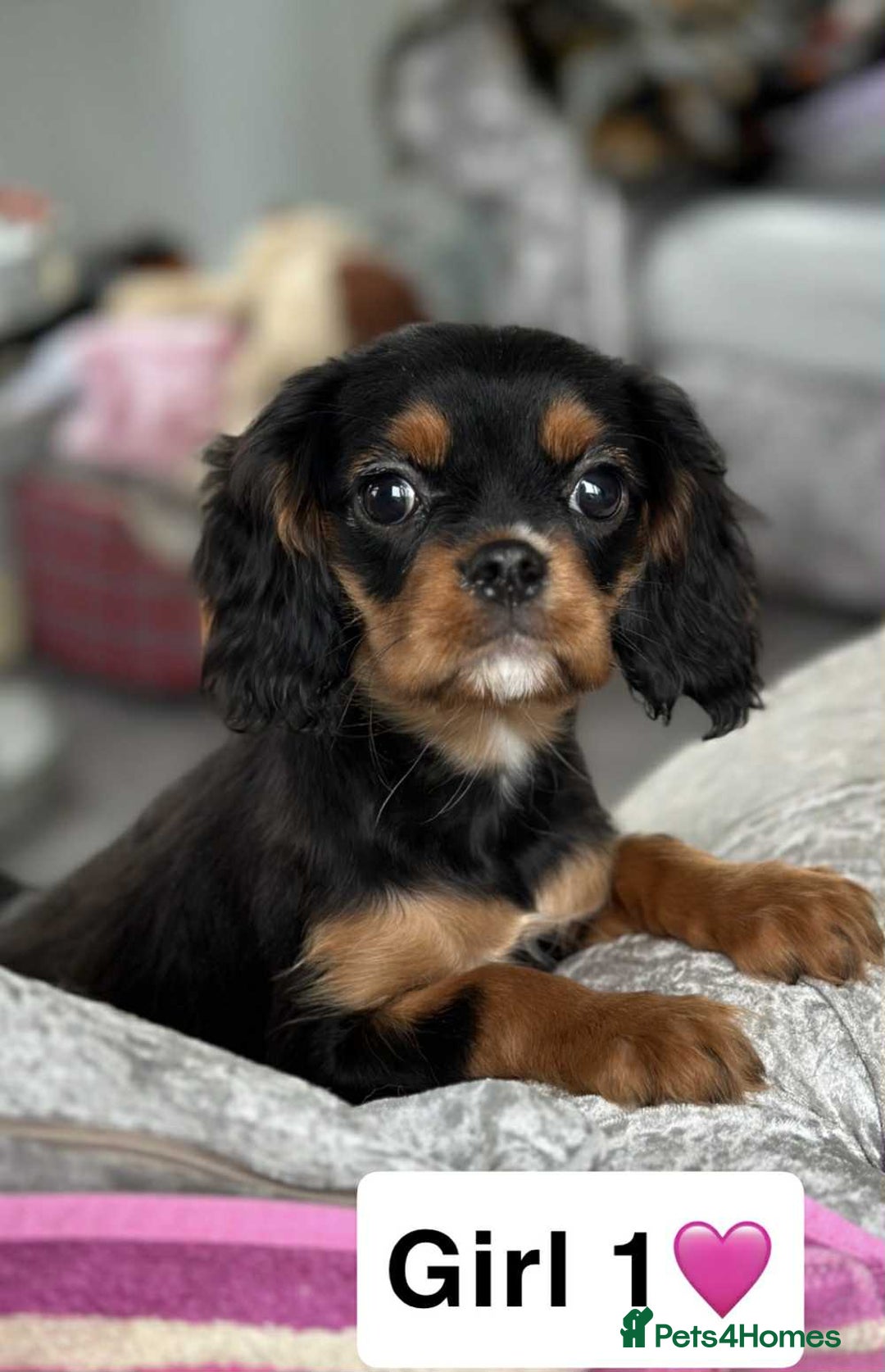 Cavalier King Charles Spaniel dogs for sale: Stunning DNA CLEAR Cavalier Pups - Image 1