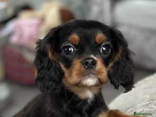 Cavalier King Charles Spaniel dogs - Advert 2