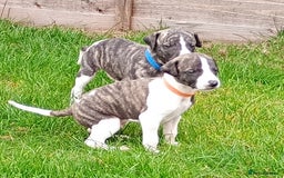 Whippet dogs for sale: Quality KC reg Whippet Puppies - Image 33