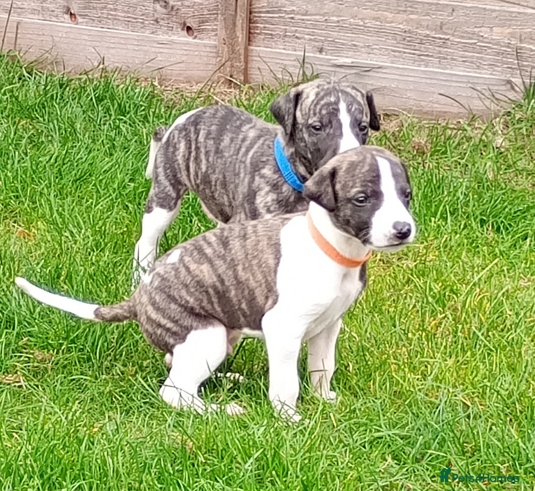 Whippet dogs for sale: Quality KC reg Whippet Puppies - Image 33