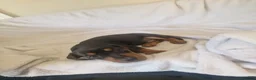 Miniature Dachshund dogs for sale: Beautiful miniature daschunds  - Advert 27
