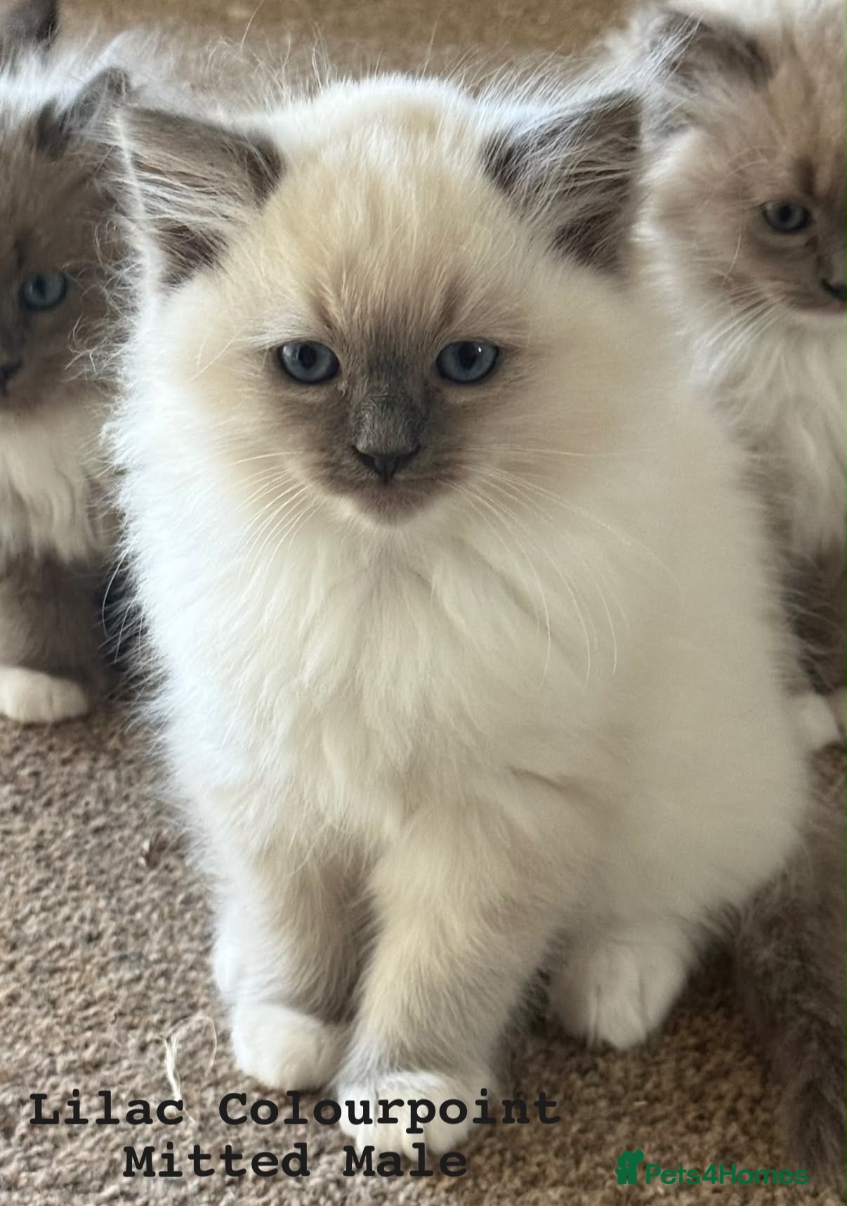 Ragdoll cats for sale: 💙Elite Tica Reg & Health Tested Ragdoll Kittens🩷 - Advert 1