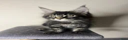 Maine Coon cats for sale: Maine coon kittens - Advert 13