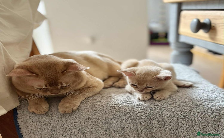 Burmese cats - Advert 1