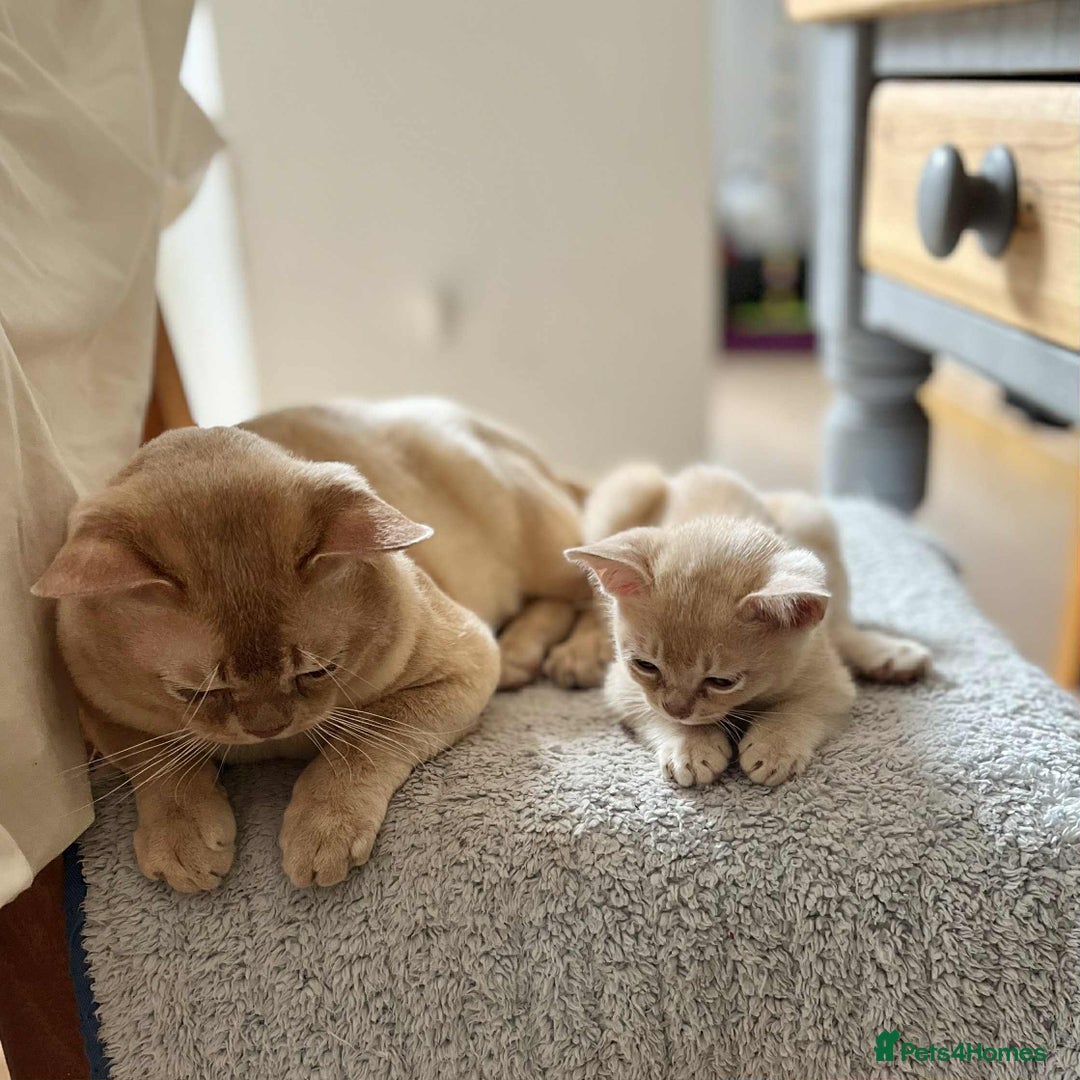 Burmese cats for sale: Stunningly beautiful cream and lilac boys - Image 1