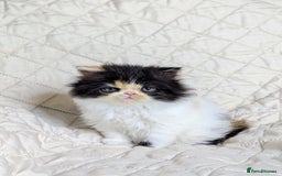 Persian cats for sale: Persian kittens  - Image 1