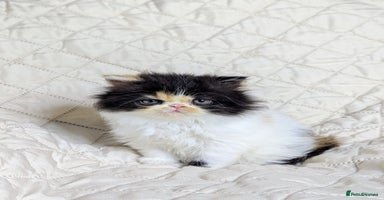 Persian cats - Advert 10