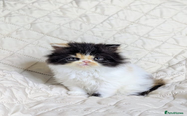 Persian cats - Advert 3