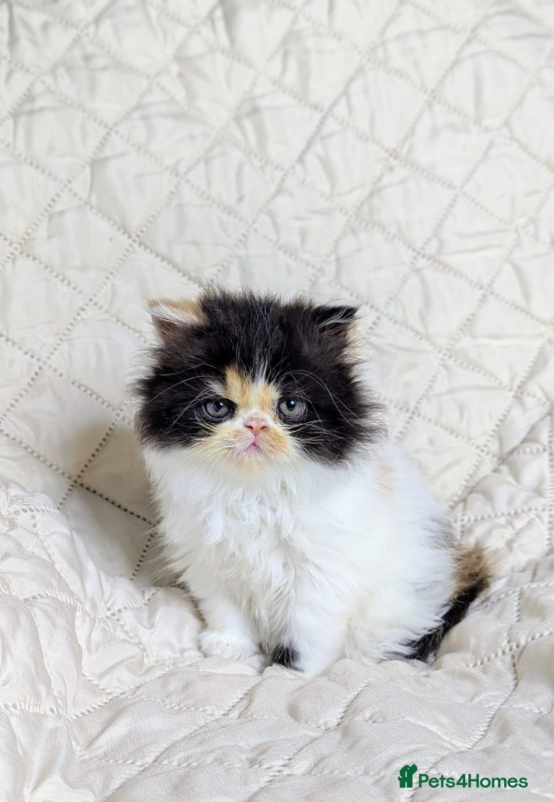 Persian cats for sale: Persian kittens  - Image 1