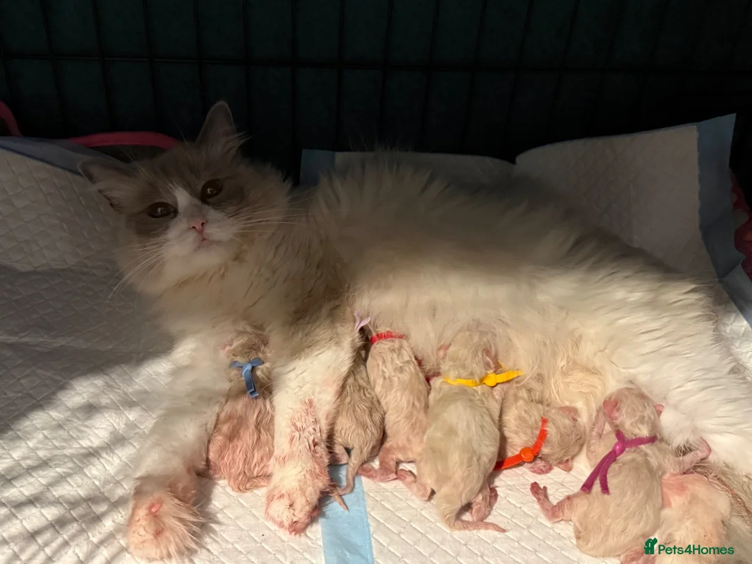 Ragdoll cats for sale: 6 Beautiful boy purebred ragdolls  - Advert 8