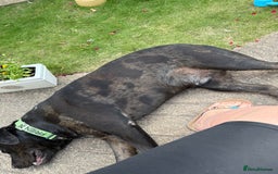 Mixed Breed dogs for sale: Max - Big softy needs a new home - Image 5