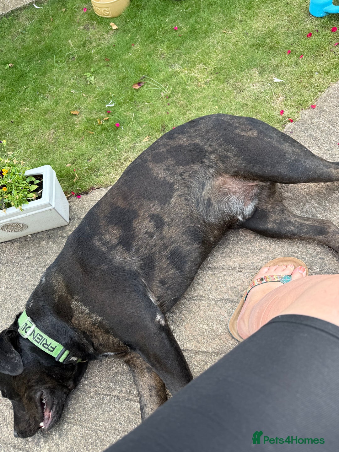 Mixed Breed dogs for sale: Max - Big softy needs a new home - Image 5