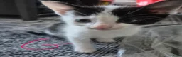 Mixed Breed cats for sale: Kittens - Advert 7