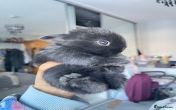 Mini Lion Lop rabbits for sale: Mini lop lion heads  - Image 5