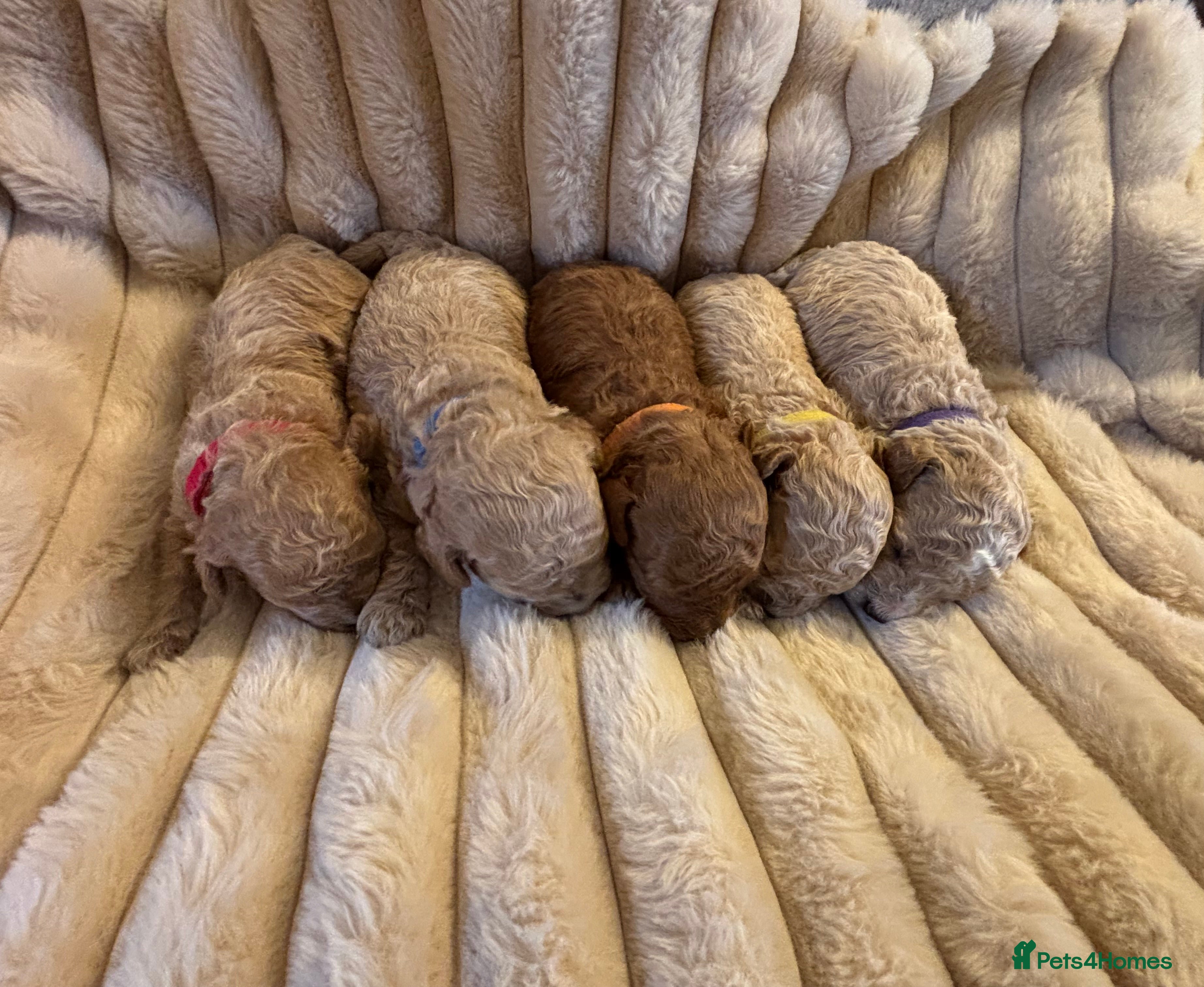 Maltipoo dogs 🌟Stunning Litter Teddy🧸DNA tested Maltipoos  - Advert 1