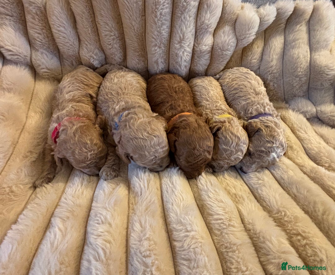 Maltipoo dogs for sale: 🌟Stunning Litter of Teddy🧸DNA tested Maltipoos  - Advert 1