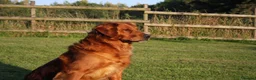 Golden Retriever dogs for stud: FULLY HEALTH TESTED Dark Golden Retriever stud dog in Newark - Advert 10