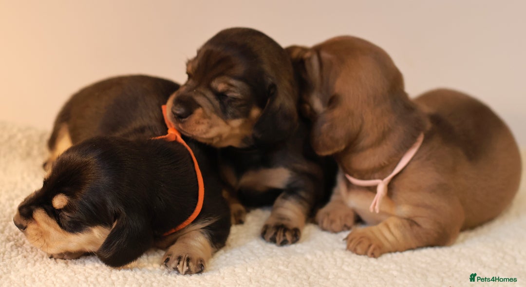 Miniature Dachshund dogs for sale: 5*Licensed+KC+PRAclear+VETchecked+Chocolate&Cream - Advert 11