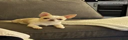 Chihuahua dogs for sale: Cream Isabelle male Chihuahua - Advert 1
