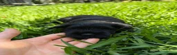 Miniature Schnauzer dogs for sale: Beautiful Pure Miniature Schnauzer Sweethearts  - Advert 13