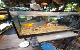 Fancy Goldfish fish for sale: Orienmetal gold fish  - Image 6