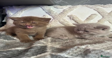 British Shorthair cats - Advert 2