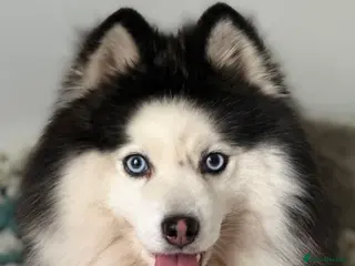 Pomsky dogs Pomsky stud - Advert 17