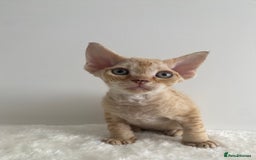 Devon Rex cats for sale: Devon Rex - Image 4