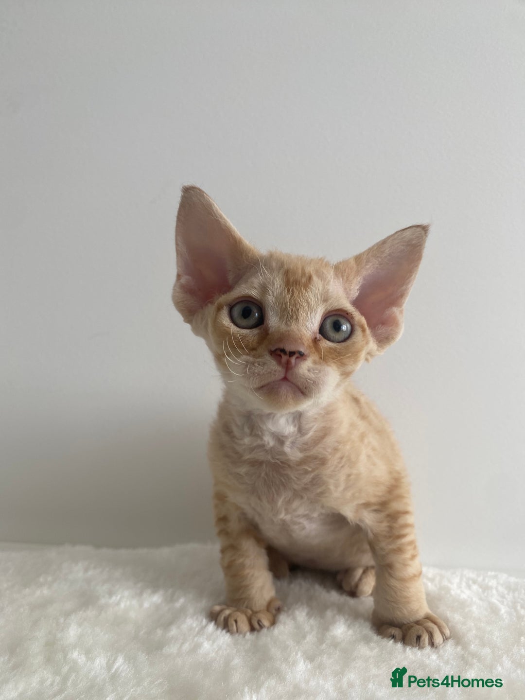 Devon Rex cats for sale: Devon Rex - Image 4