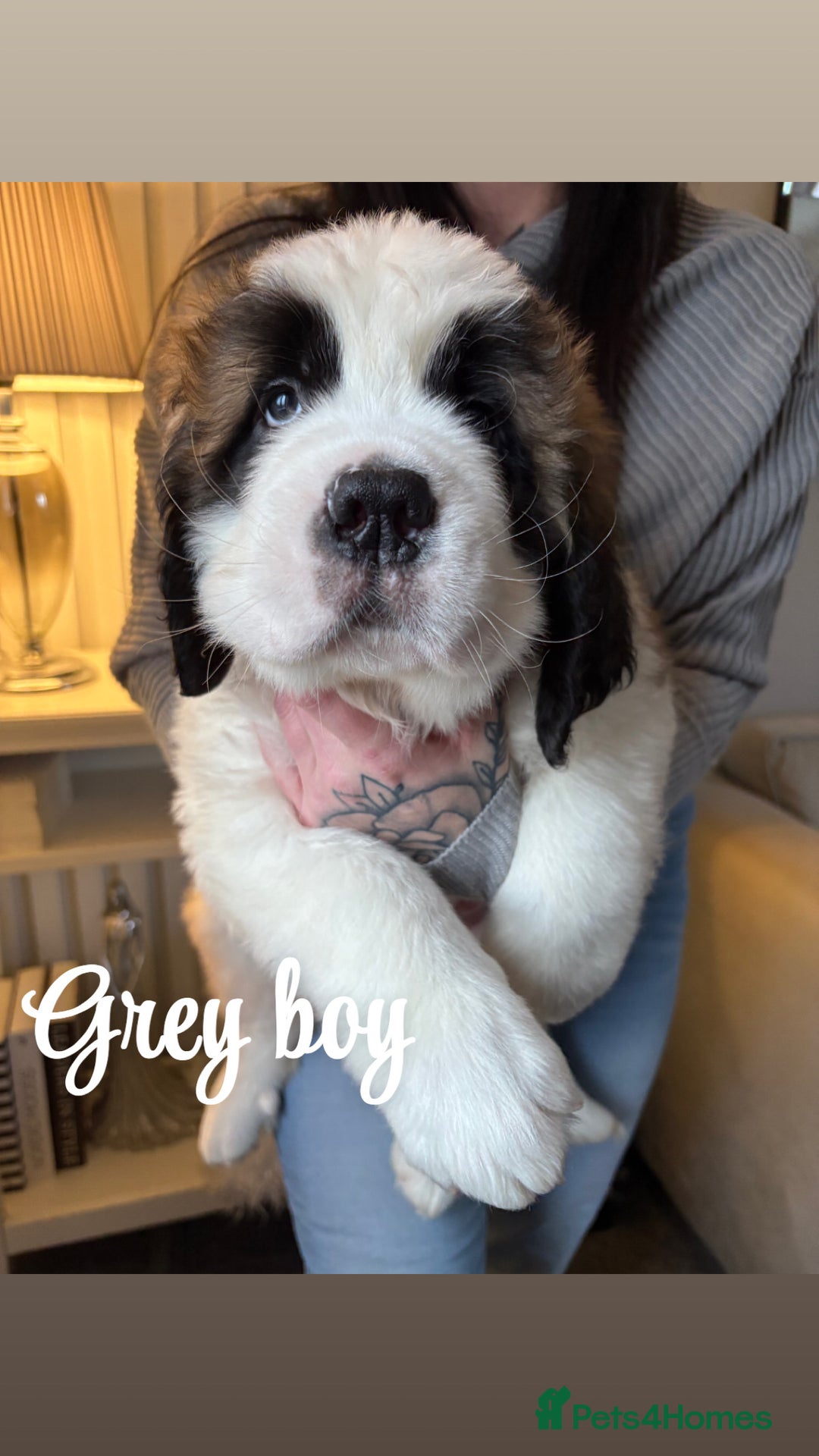 Saint Bernard dogs for sale: Stunning Saint Bernard puppies!  - Advert 3