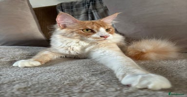 Maine Coon cats - Advert 13